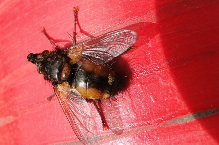 Things with wings an unidentified flying object