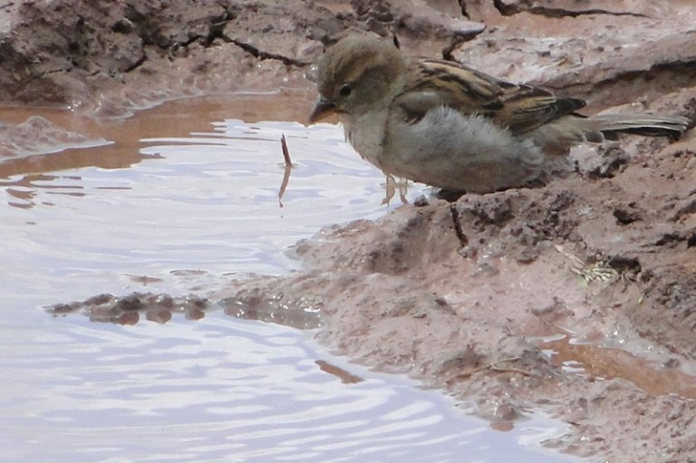 Things with wings - a round up a sparrow