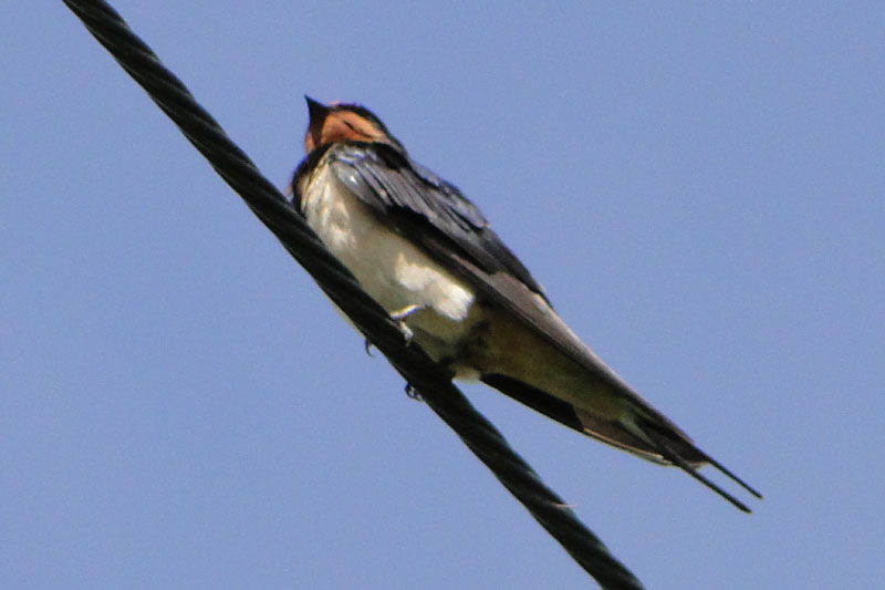 a swallow