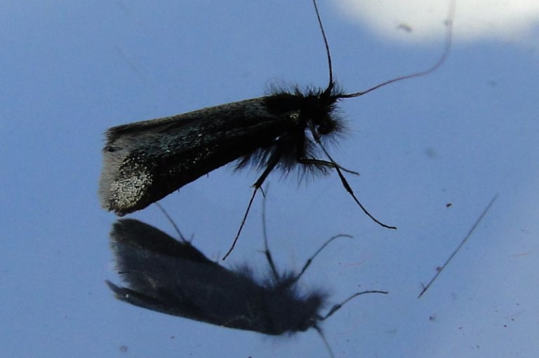 Things with wings - a round up a moth?