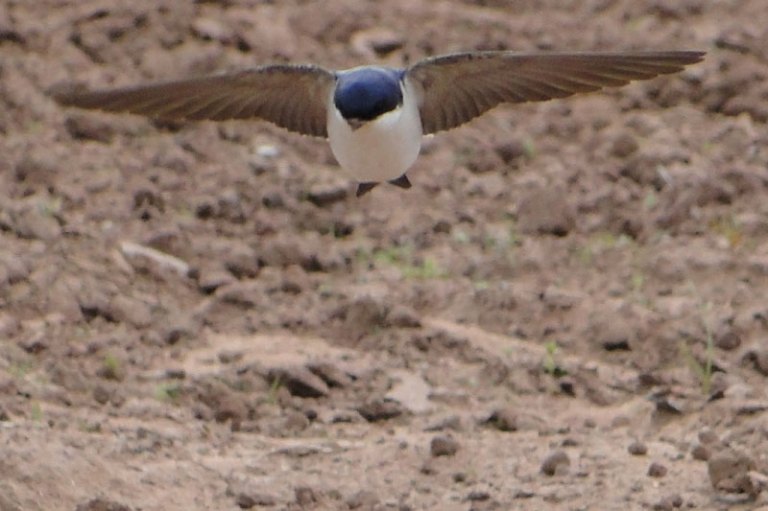 Things with wings a swallow