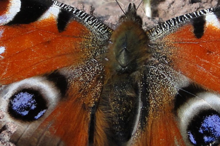 Things with wings peacock butterfly