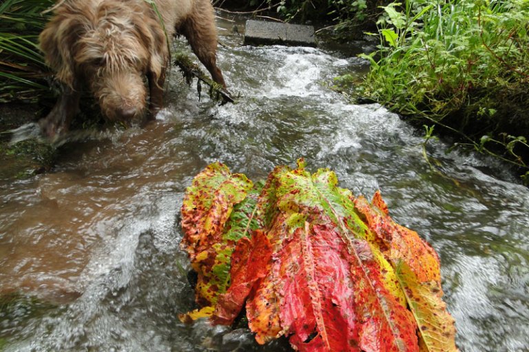 dock leaves on rock with dog about to pounce