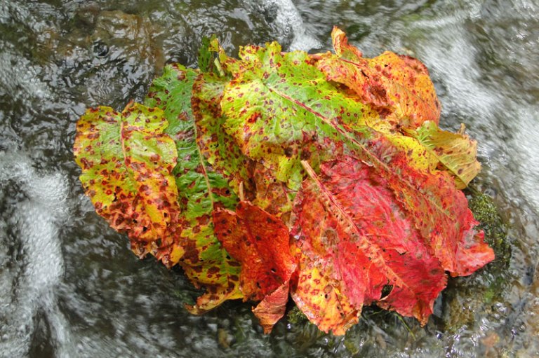 dock leaves on rock in stream