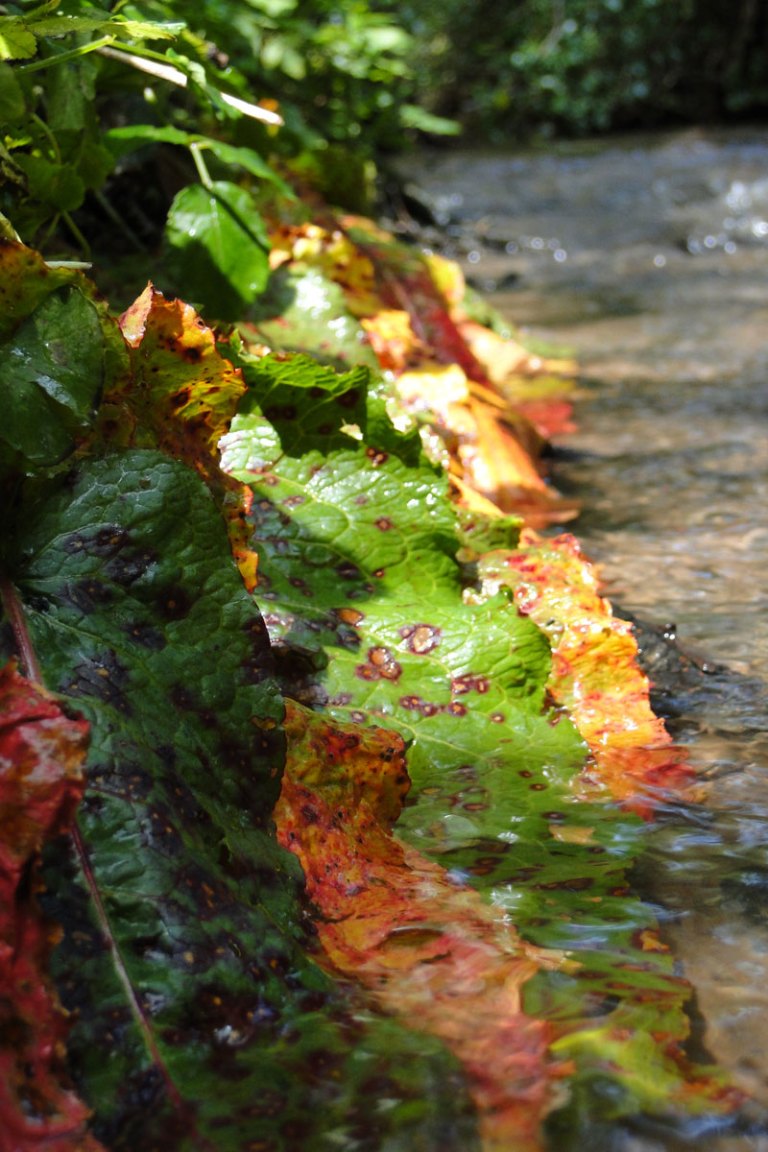 a line of dock leaves at the edge of the stream