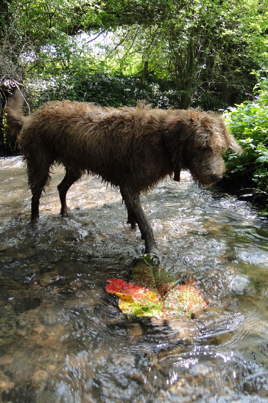 labradoodle intent on destruction