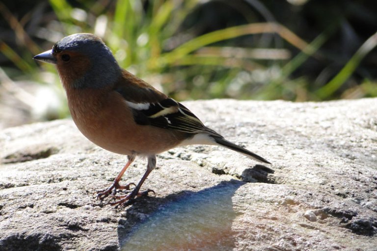 Chaffinch