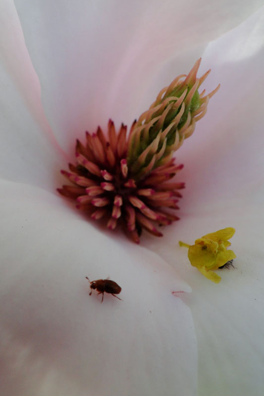 small beetle in a white magnolia flower