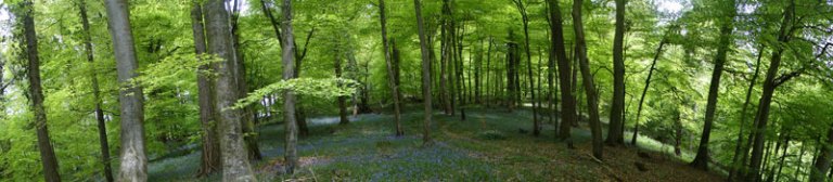 bluebell wood