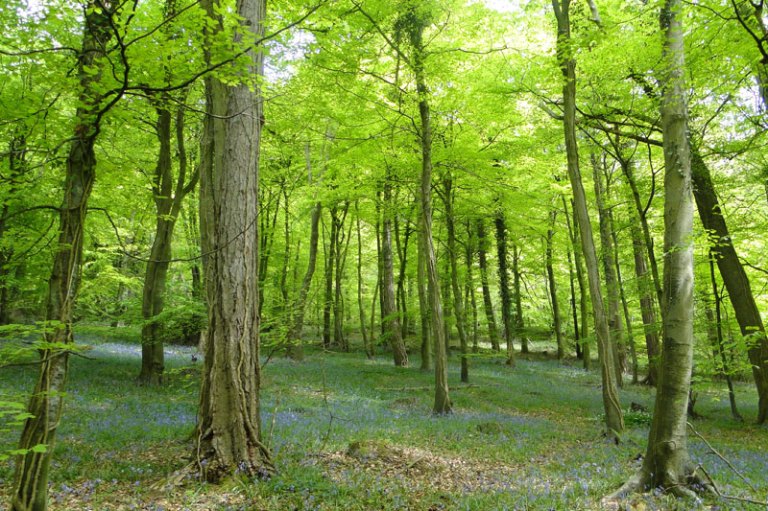 bluebell wood
