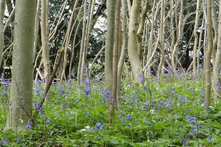 bluebell wood