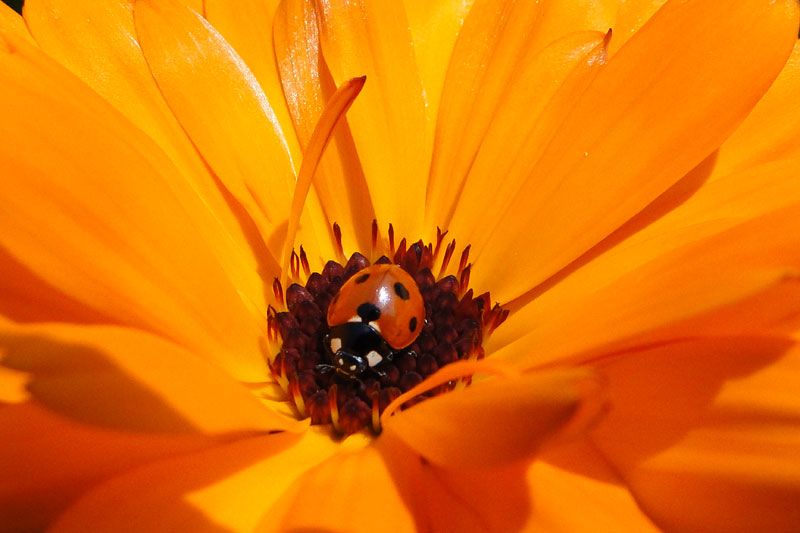 a ladybird on a calendular flower