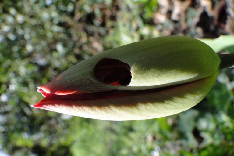 a tulip that looks like a fish
