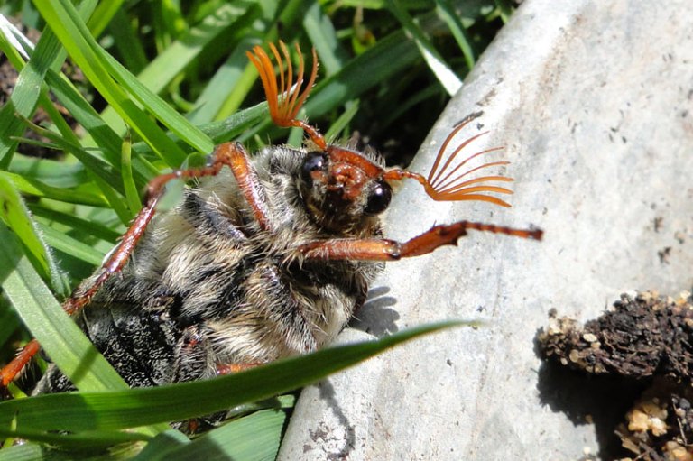 A maybug (cockchafer)