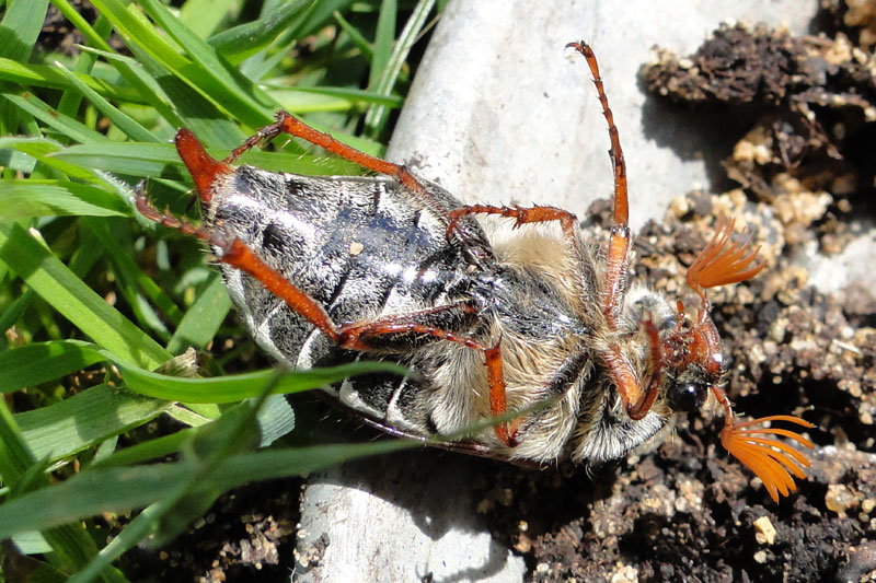 A maybug (cockchafer)
