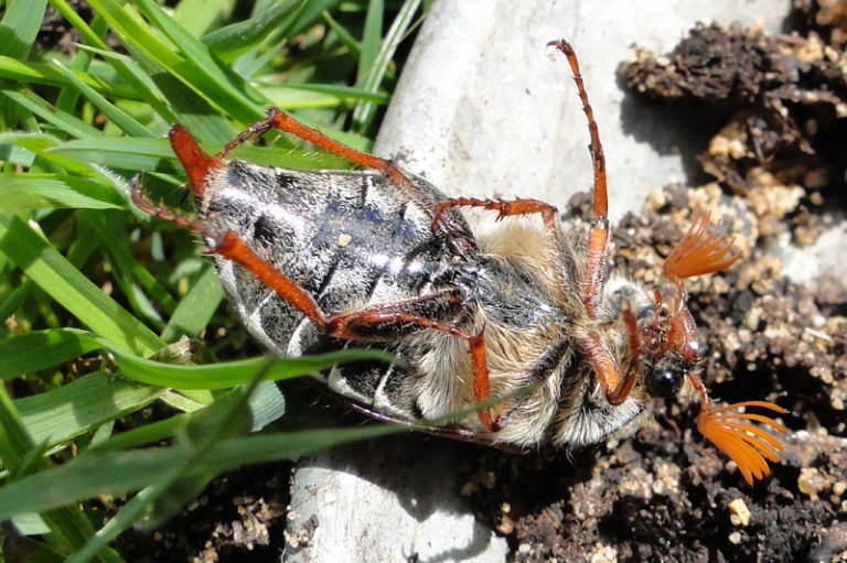 A maybug (cockchafer)