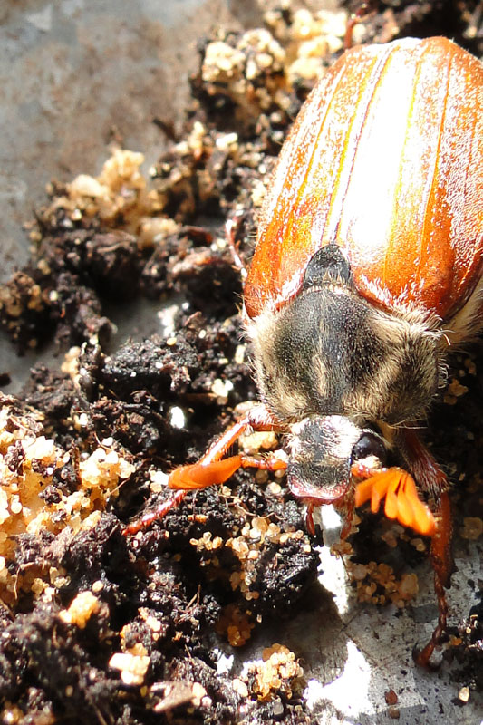 A maybug (cockchafer)