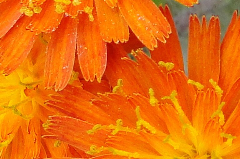 orange flowers