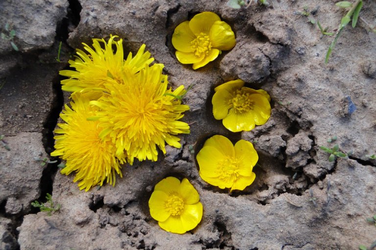 Making tracks a dog paw print with dandelions and buttercups
