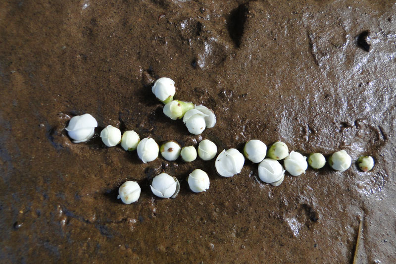 a heron print with hawthorn flower buds