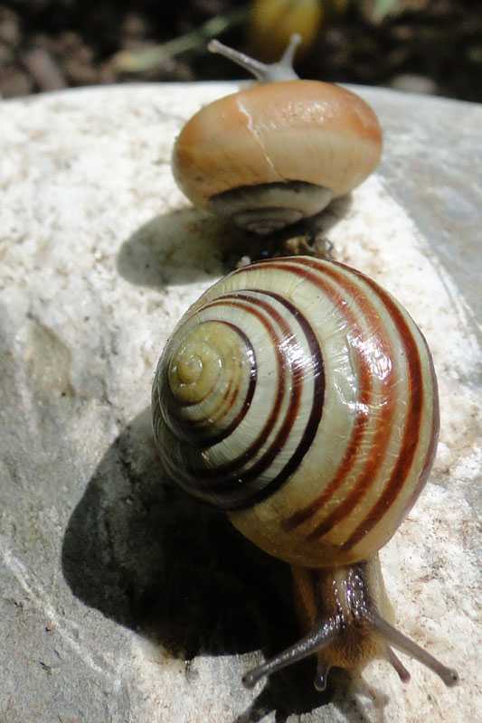 two snails on rock