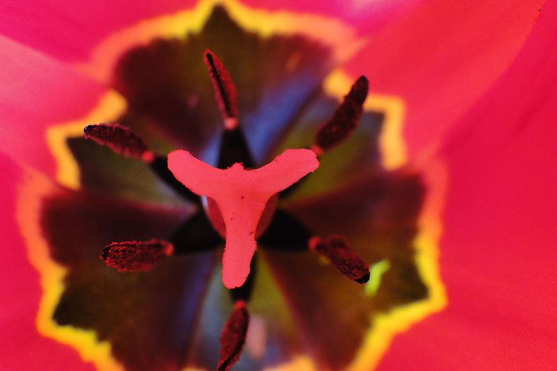 inside of a red tulip