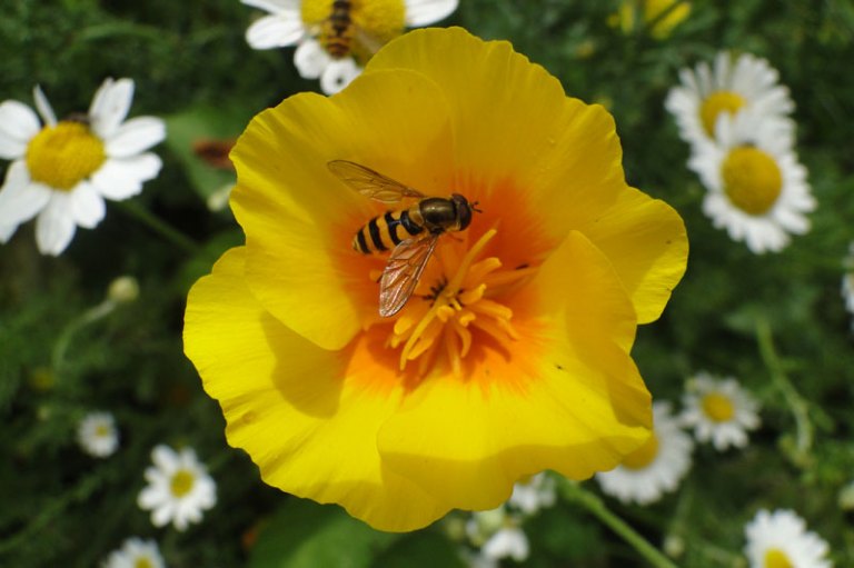 a hoverfly on a canadian poppy
