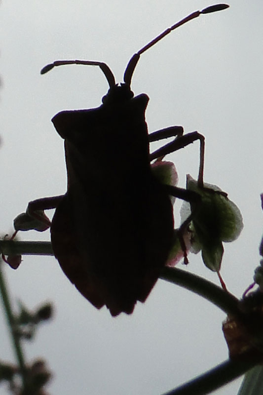 a shield bug in silhouette