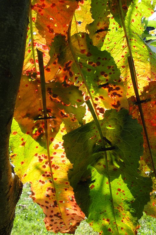 Windows dock leaves joined together to make a stained glass window effect