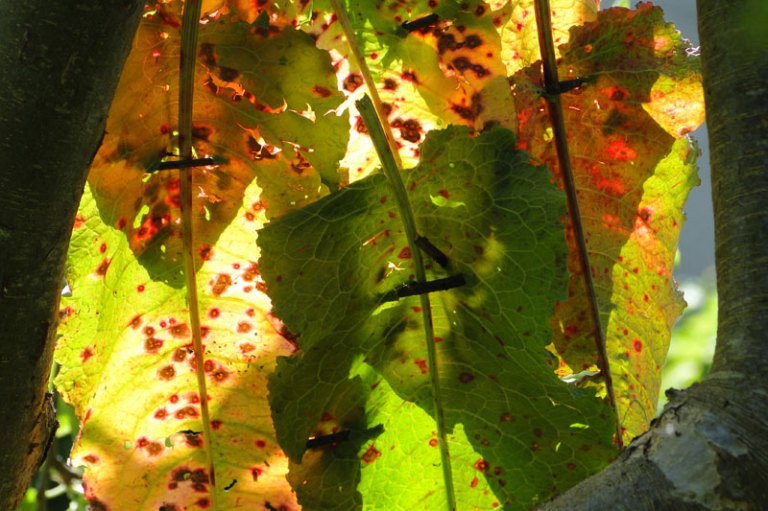 Windows dock leaves joined together to give a stained glass window effect