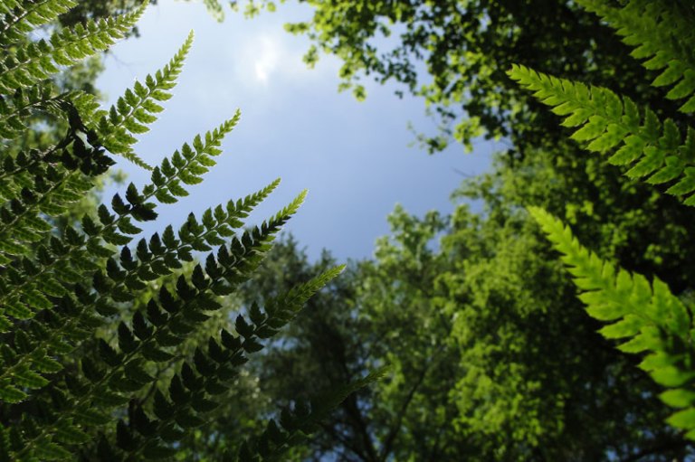 woodland and ferns