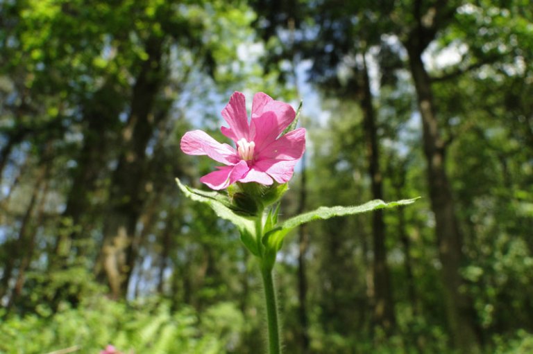 red campion in woodland