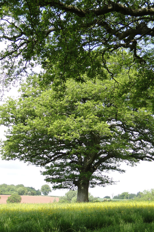 oak tree