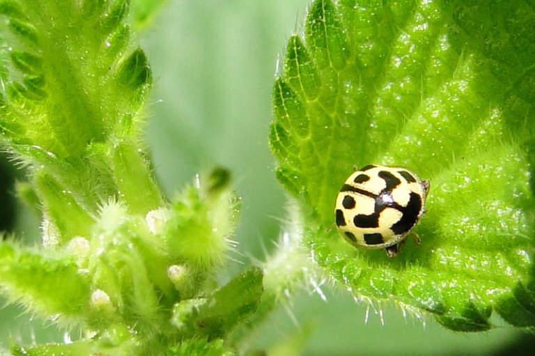 a close up of a yellow and black ladybird