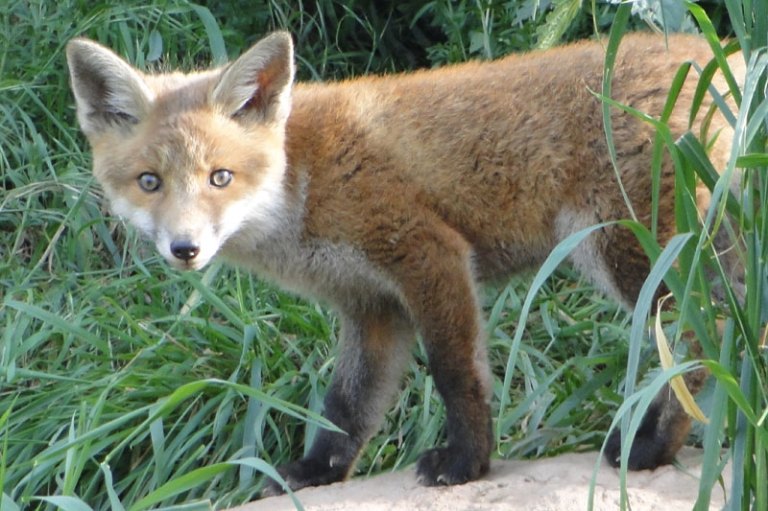a fox cub near it's den