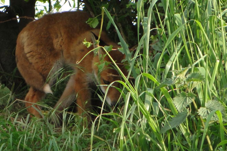 a fox near it's den
