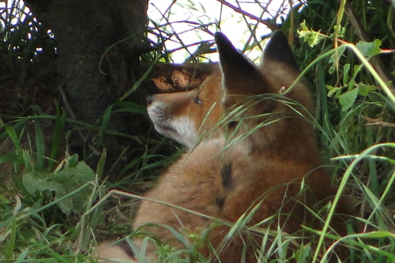 a fox 