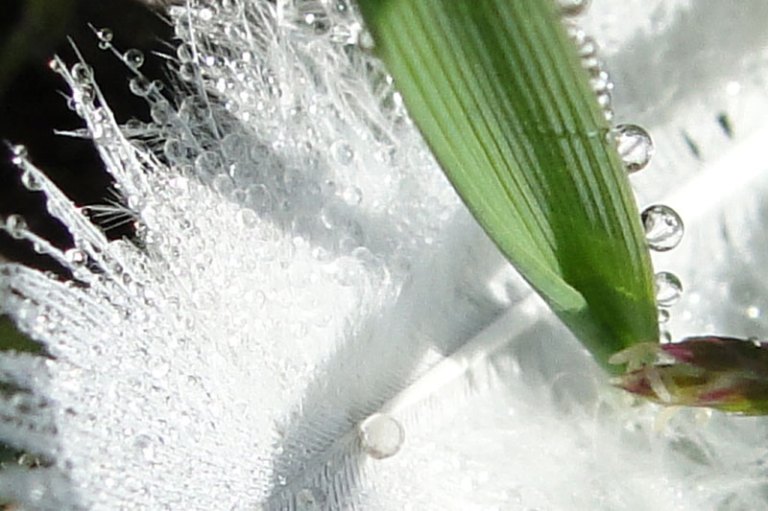 grass and feather close up