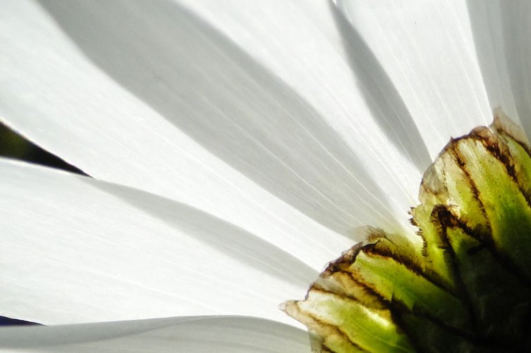 oxeye daisy