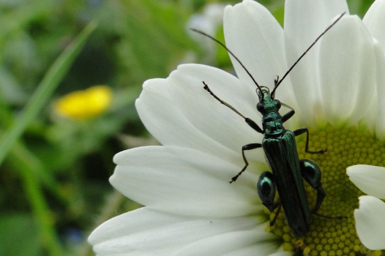 false oil beetle on oxeye daisy