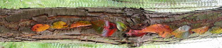 cherry leaves on tree trunk