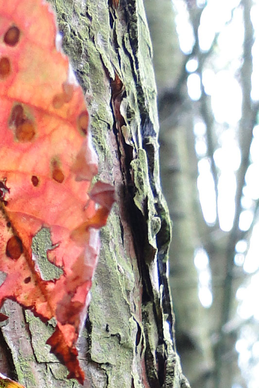 cherry tree leaf on tree trunk