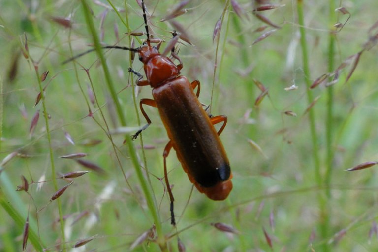 A Walk soldier beetle on grasses