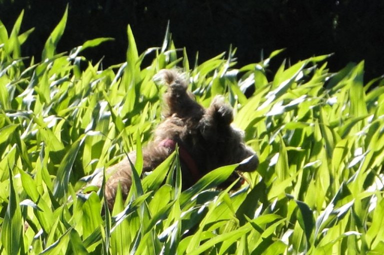 A Walk labradoodle in maize field