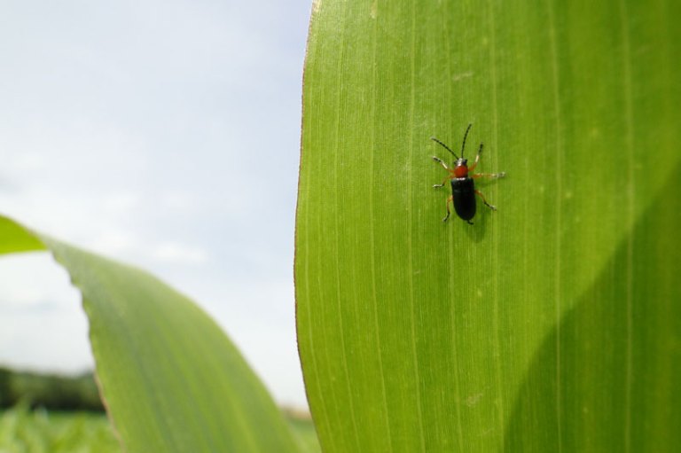 A Walk beetle on maize