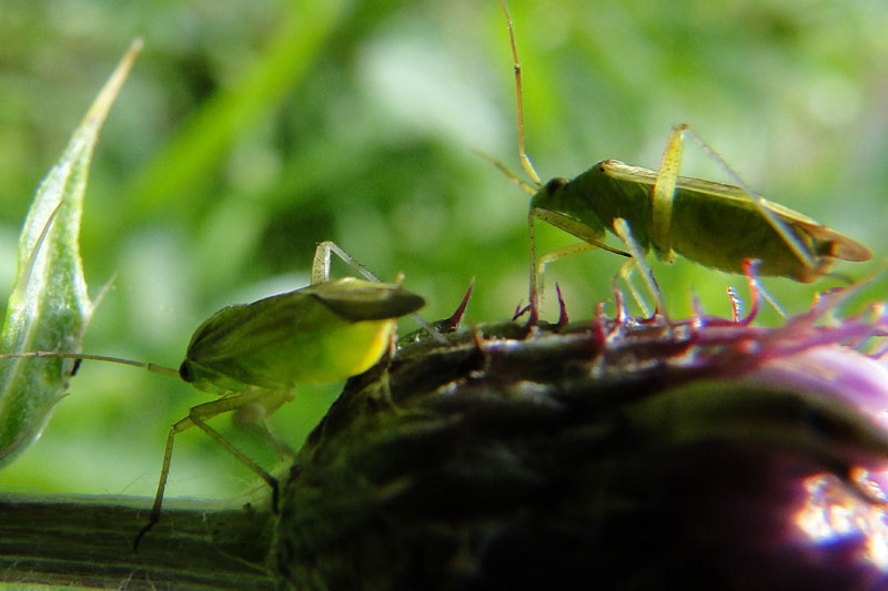bush crickets on a thistle