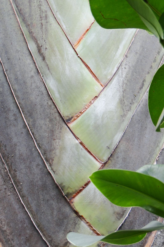 a plant at the eden project