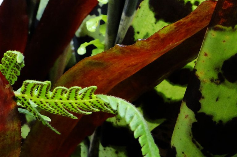 plants in the dome - eden project