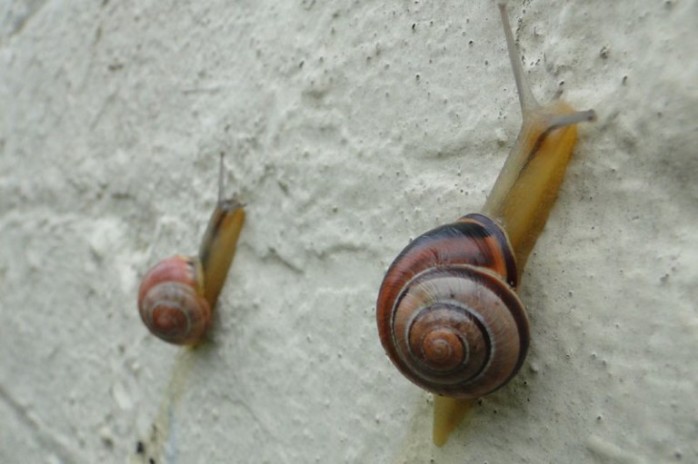 two snails on a wall