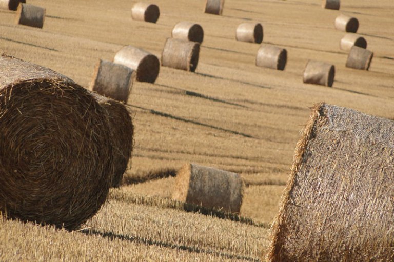 Autumn straw bales